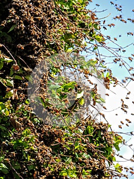 Huge Swarm of Bees on Honey Suckle