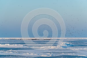 Huge swarm of seabirds meeting at an icehole after sunset for rest at the frozen baltic sea