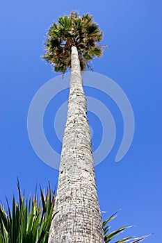 Huge, tall, skinny palm tree on beach in Spain