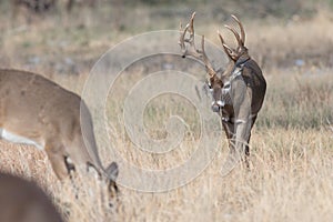 Huge tall tined whitetail buck approaching female