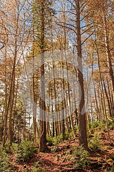 The huge, tall trees rise before me