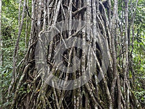 huge tangle of creeps on a tropical tree trunk, Guatemala