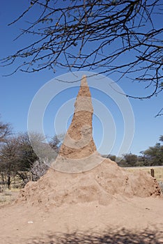 Huge Termite Mound