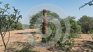 Huge termite mound in Africa, South Ethiopia, Omo valley