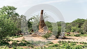 Huge termite mound in Africa, South Ethiopia, Omo valley