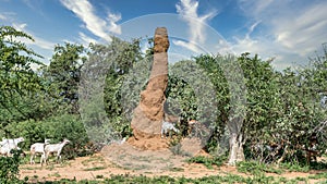 Huge termite mound in Africa, South Ethiopia, Omo valley