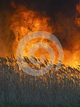 Huge and terrible fire in the field