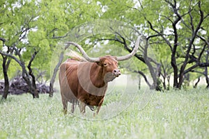 Huge Texas longhorn photo