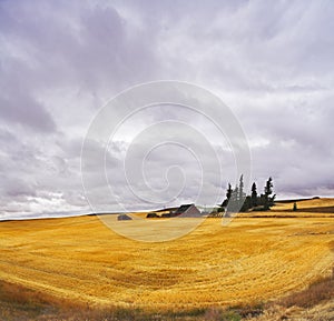 Huge thundercloud field after harvesting.