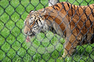 Huge tiger behind heavy metal fencing at zoo, eating large piece of raw meat at feeding time