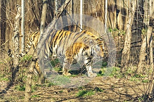 A huge tiger in the zoo`s aviary. The tiger is out for a walk and is relaxed.