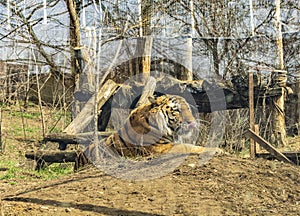 A huge tiger in the zoo`s aviary. The tiger is out for a walk and is relaxed.