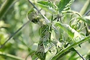 Huge Tomato Hornworm