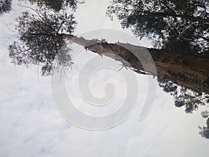 Huge tree with a beautiful cloudy sky