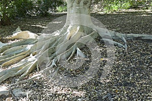 Tree roots above ground in rain forest