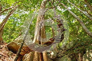 Huge tree with big roots in middle of jungles