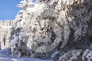 huge tree branches all covered in ice and frost in a snowy mountain forest