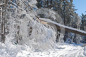 Large tree fallen onto an electrical wire in New england
