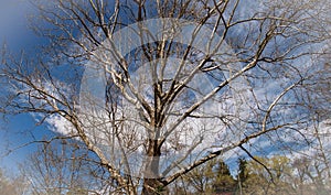 Huge Tree on Elkin & Alleghany Rail Trail