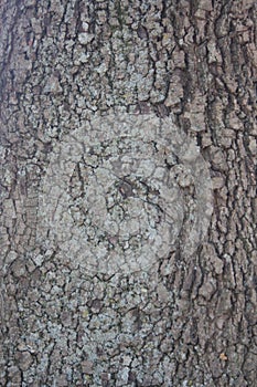 Wood texture, background,oak bark photo
