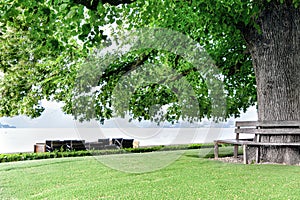 A huge tree is located on the shore of a lake on a background of mountains with a bench around the trunk.