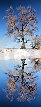 Huge tree next to winter lake