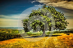 A huge tree, an oak tree on top of a hill