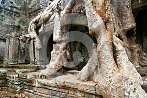 Huge tree root in Angkor Wat