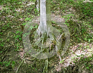 Huge tree roots covering the forest floor in the parched bed of