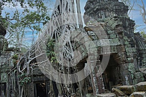 Huge tree roots engulf the ruined temple