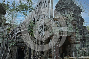 Huge tree roots engulf the ruined temple