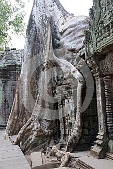 Huge tree roots engulf the ruined temple