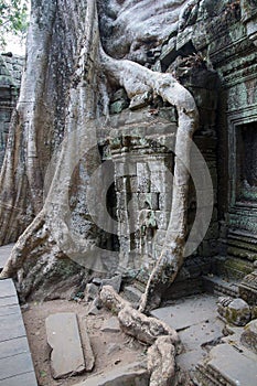 Huge tree roots engulf the ruined temple