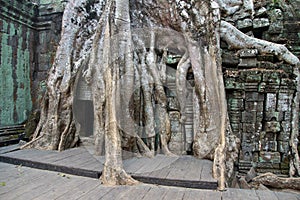 Huge tree roots engulf the ruined temple