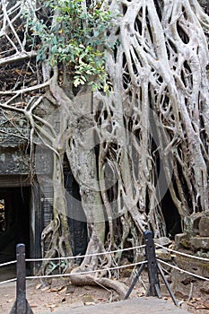 Huge tree roots engulf the ruined temple