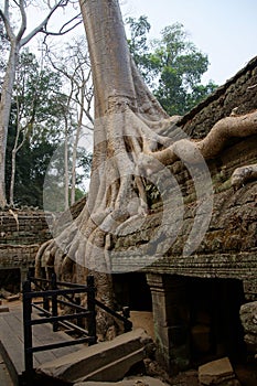 Huge tree roots engulf the ruined temple