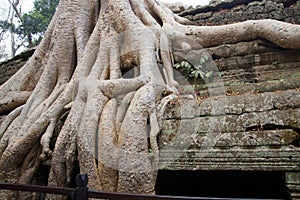 Huge tree roots engulf the ruined temple