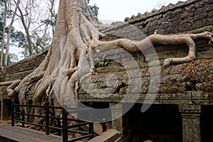 Huge tree roots engulf the ruined temple