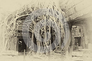 Huge tree roots engulf the ruined temple