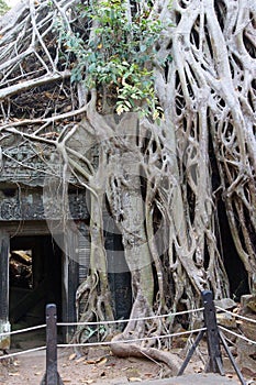 Huge tree roots engulf the ruined temple