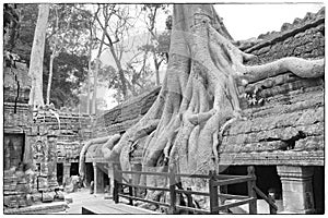 Huge tree roots engulf the ruined temple