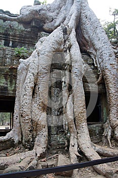 Huge tree roots engulf the ruined temple