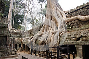 Huge tree roots engulf the ruined temple