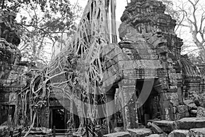Huge tree roots engulf the ruined temple
