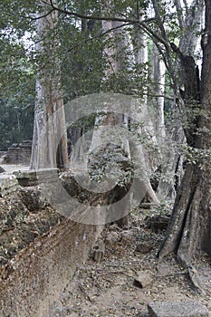 Huge tree roots engulf the ruined temple of Ta Prohm