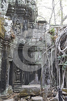 Huge tree roots engulf the ruined temple of Ta Prohm