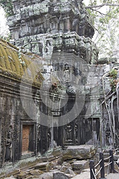 Huge tree roots engulf the ruined temple of Ta Prohm