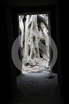 Huge tree roots engulf the ruined temple of Ta Prohm