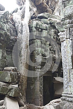 Huge tree roots engulf the ruined temple of Ta Prohm