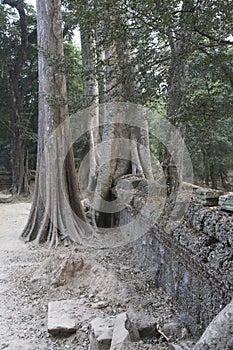 Huge tree roots engulf the ruined temple of Ta Prohm